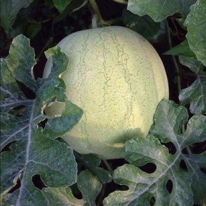 Meet your Posher, Fonkam